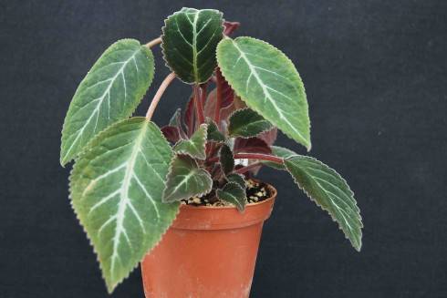 Sinningia speciosa Pedra Lisa.jpg
