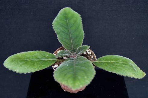 Sinningia speciosa Carangola.jpg