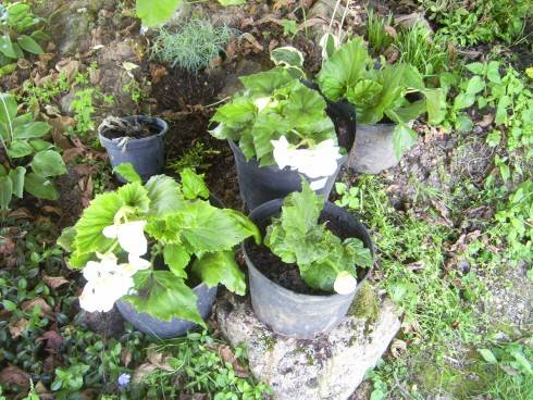 PIC_0591.JPG