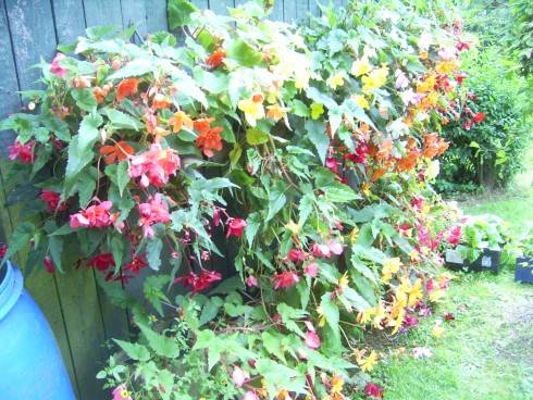 PIC_0593.JPG