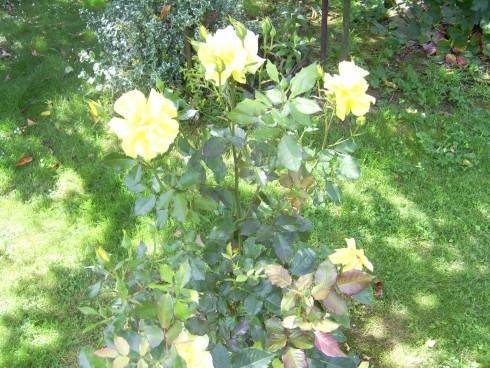 PIC_0596.JPG