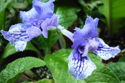 Blue Frills.jpg