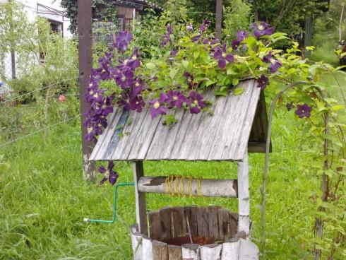 Clematis a.jpg