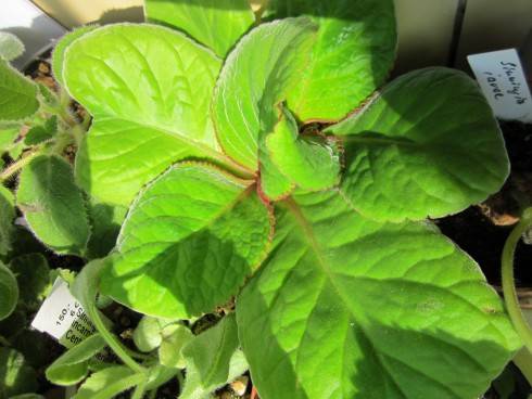 Sinningia macrophylla.jpg