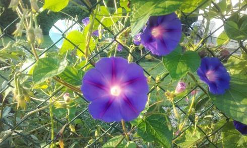 20160911_073724.jpg