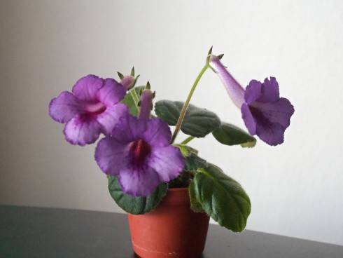 PICT0047.JPG