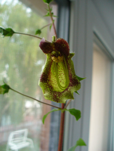 Sinningia brasiliensis Aguia Branca.jpg
