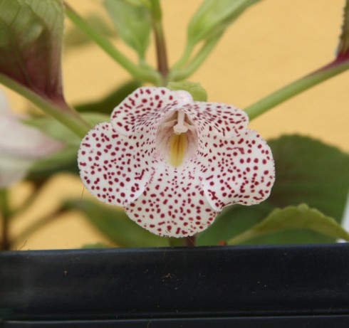 Sinningia guttata.jpg