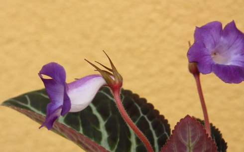 Sinningia speciosa Regina - Serra da Vista.jpg
