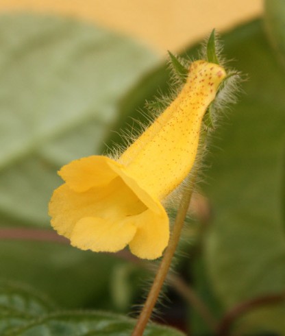 Sinningia richii Robson Lopes.jpg