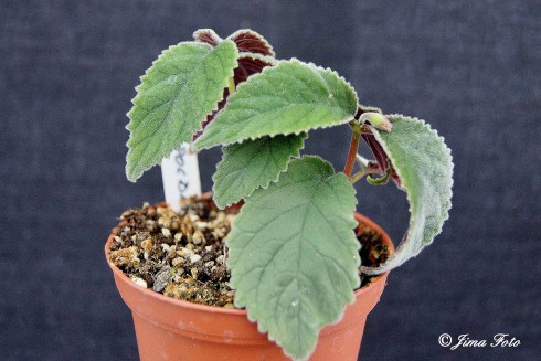 Sinningia leopoldii.jpg