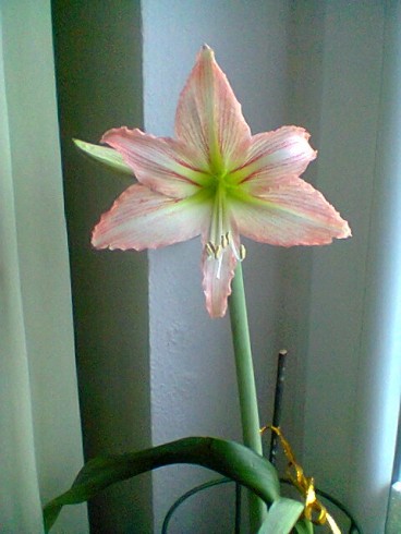 Amarylis Exotic star.jpg