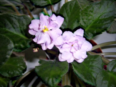 PIC_0637.JPG