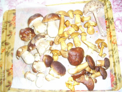 PIC_0638.JPG