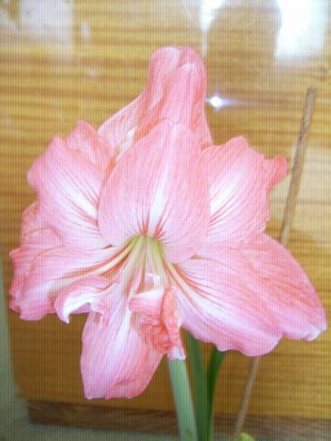 PIC_0653.JPG