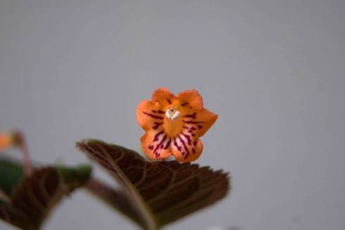 Sinningia calcaria.jpg