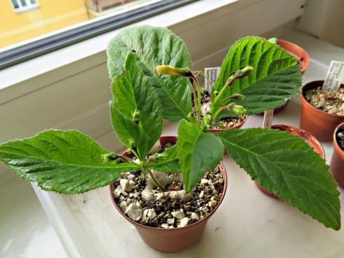 Sinningia calcaria.jpg