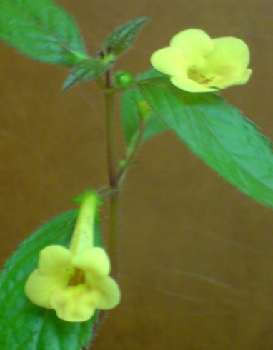 Yellow Beauty.jpg