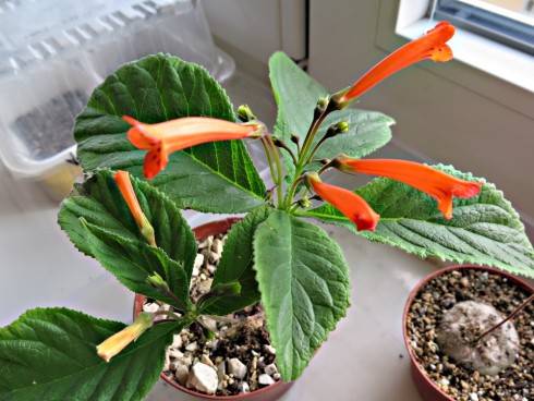 Sinningia calcaria.jpg