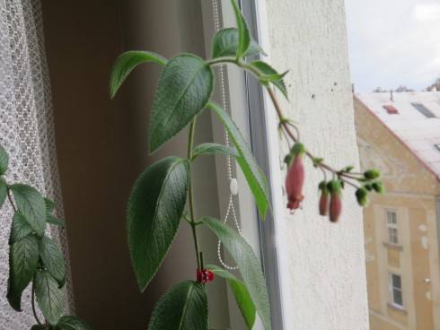 Sinningia sellovii.jpg
