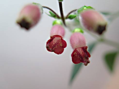 Sinningia sellovii.jpg