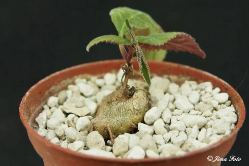 Sinningia calcaria.jpg