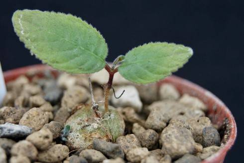 Sinningia calcaria.jpg