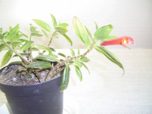PIC_0714.JPG