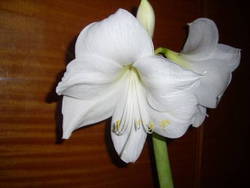 PIC_0734.JPG