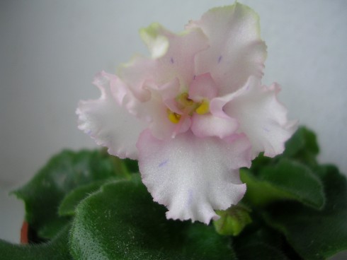 DSCN5808.JPG
