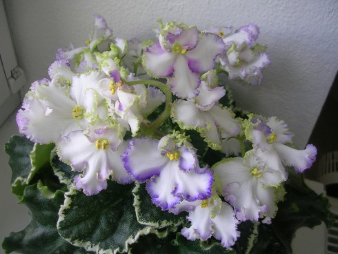 DSCN5822.JPG