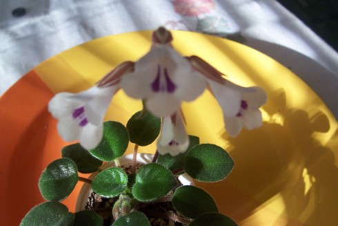 Primulina tamiana.jpg