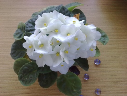 Obraz0540.jpg