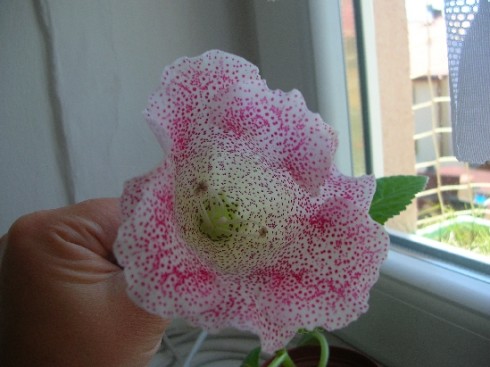 Tigrina Pink.jpg