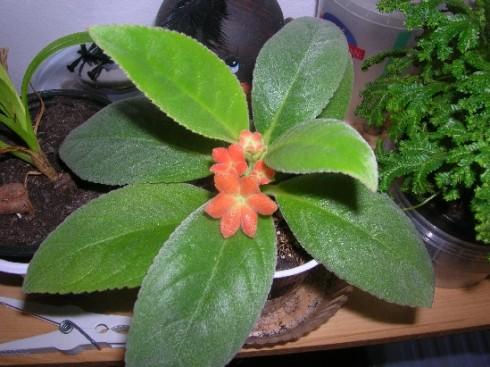 Cobananthus calochlamys.jpg