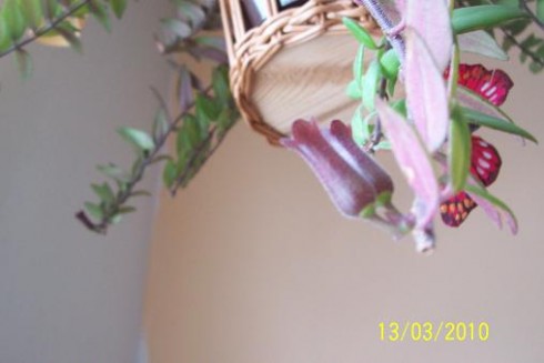 aeschynanthus.jpg