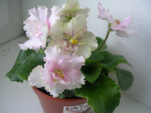 DSCN5833.JPG