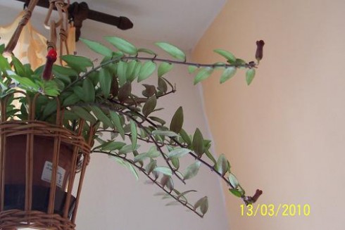 aeschynanthus.jpg
