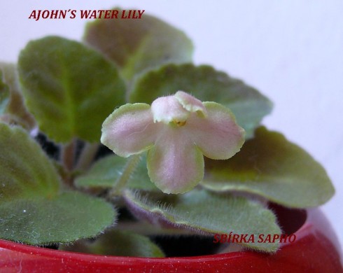 Ajohn's Water Lily.jpg
