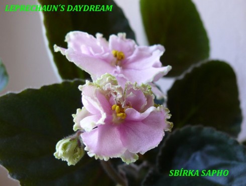 Leprechaun's Daydream.jpg