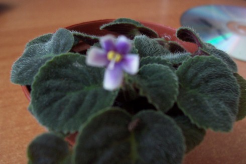 S. velutina lite.jpg