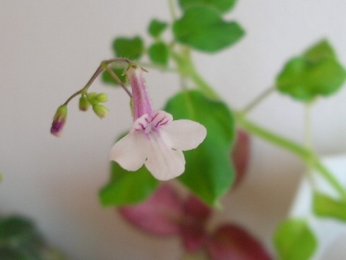 Streptocarpus pallidiflorus.jpg