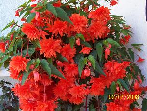 begonka od babičky.jpg