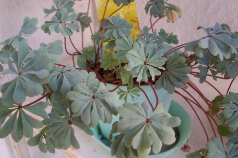 Oxalis od Basíka2.jpg