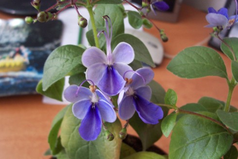 Clerodendrum ugandense.JPG
