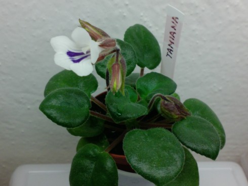 Primulina tamiana.jpg