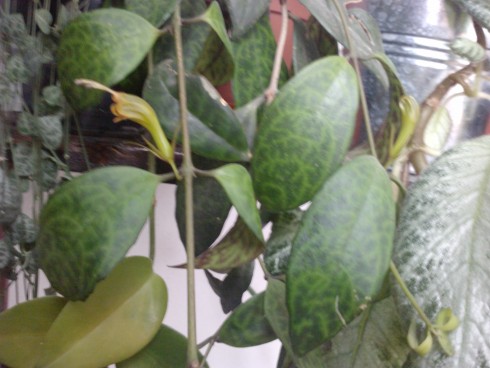 Aeschynanthus longicaulis.jpg