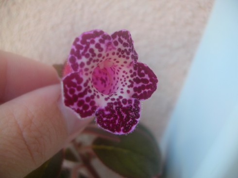 Heartland´s Blackberry Butterfly.jpg