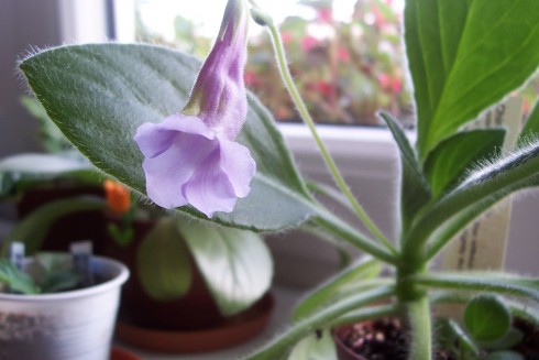 Primulina flavimaculata.jpg