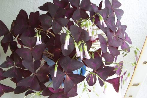 Oxalis4.jpg